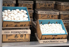 Calderwood Valley Mushrooms